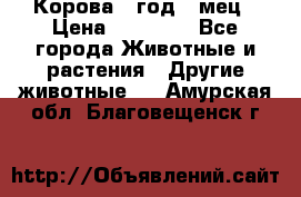 Корова 1 год 4 мец › Цена ­ 27 000 - Все города Животные и растения » Другие животные   . Амурская обл.,Благовещенск г.